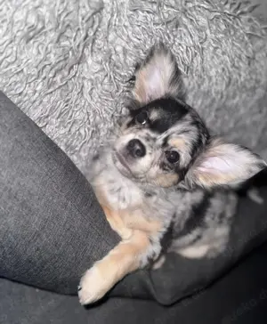 Chihuahua-Merle-Weibchen