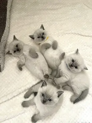 Wunderschöne BKH Kitten 