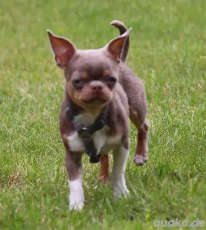 Chihuahua Rüde in Kurzhaar sucht Zuhause