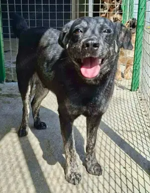 Sanfter, sensibler Rüde Alizio Bild 3