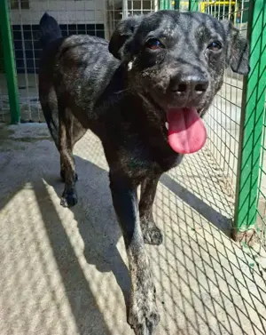 Sanfter, sensibler Rüde Alizio Bild 6