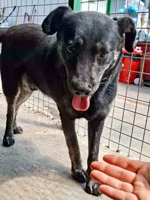 Sanfter, sensibler Rüde Alizio Bild 4