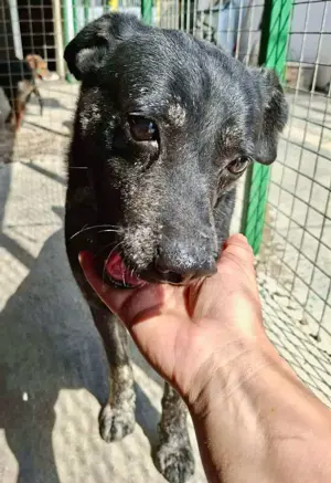 Sanfter, sensibler Rüde Alizio Bild 5