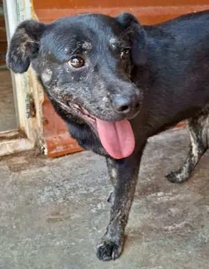 Sanfter, sensibler Rüde Alizio Bild 7