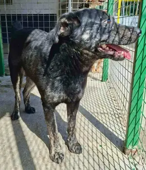 Sanfter, sensibler Rüde Alizio Bild 8