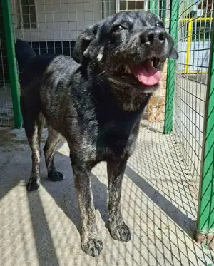 Sanfter, sensibler Rüde Alizio Bild 9