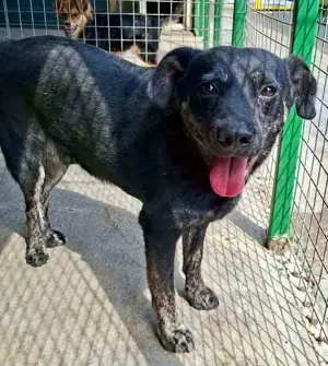 Sanfter, sensibler Rüde Alizio Bild 10