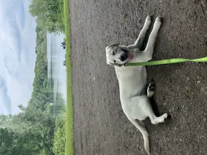 Ich biete diese wunderschöne Labrador Retriever-Hündin mit Stammbaum an