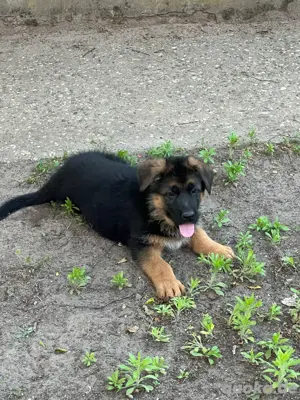 Deutsche Schäferhunde Welpen