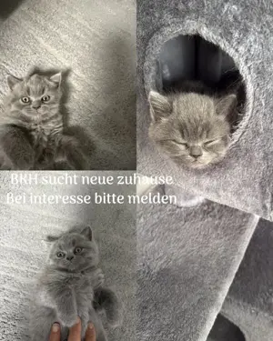 Baby katze