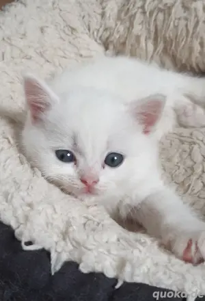 Bkh Kitten, Katzenbabys, weiß, blue, blue tortie 