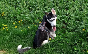 Liebevoller husky Hündin 6 monate