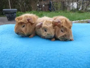 Seltene, robuste California Rosetten Meerschweinchen Weibchen aus Außenhaltung 