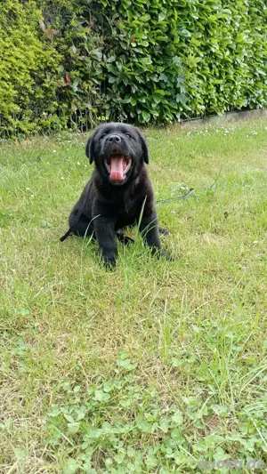 Labrador Mischling