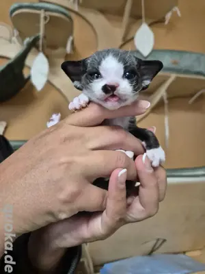 Süße Reinrassige Devon Rex Kitten