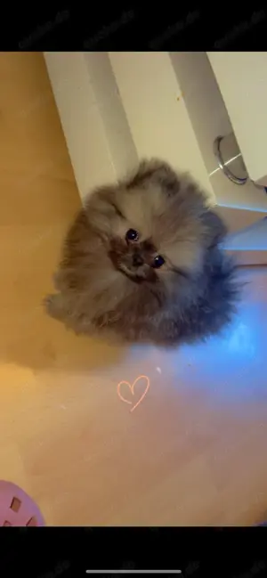 Pomeranian Welpe ab sofort 