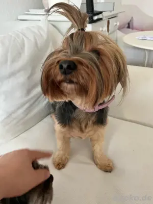 York shire terrier