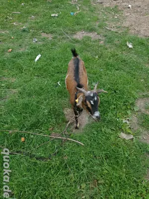 Zwergziegen Mädchen