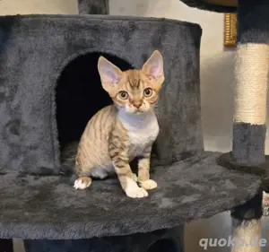 Devon Rex Kater