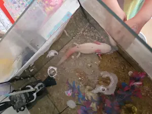 2 Axoloten  abzugeben 