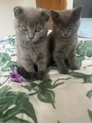 Bkh Kitten weiblich  