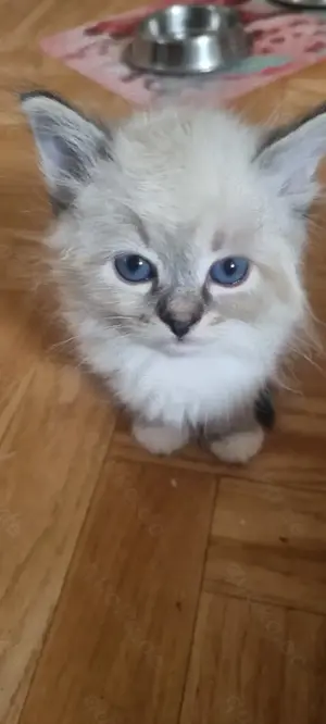 Neva Masquarde Kitten