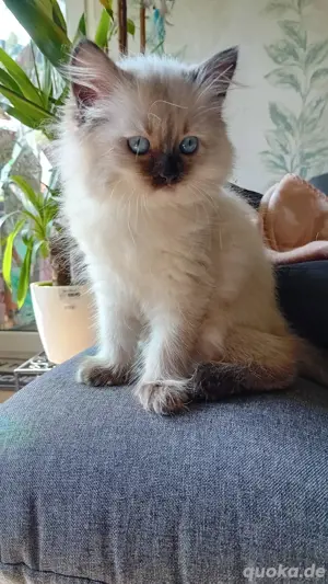 Ragdoll baby katze abzugeben