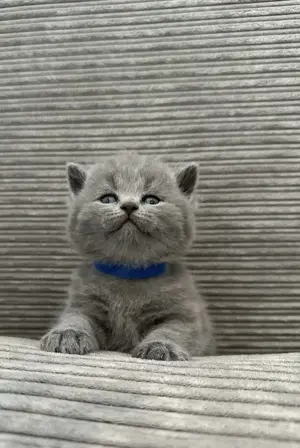 BKH Kitten in blau. Reinrassig **Abgabebereit**