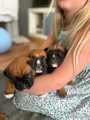 Hundebabys ab Juli 2025 abzugeben
