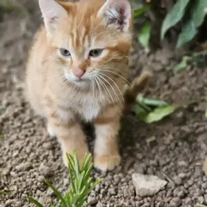 3 süße Katzenbaby suchen ein liebevolles Zuhause 
