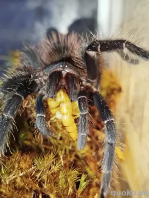 Brasilianische Riesenvogelspinne