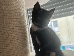 Bkh mix Katze 