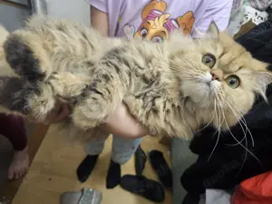 Wurde schon katze sie ist ganz lieb 