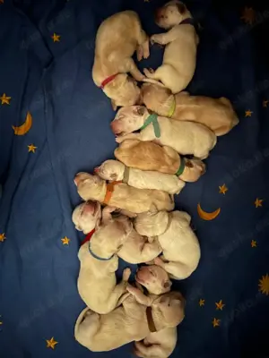 Bildschöne Golden Retriever Welpen
