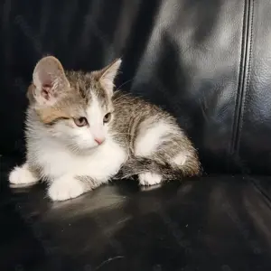 Babykatze, Katzenbaby, Kater