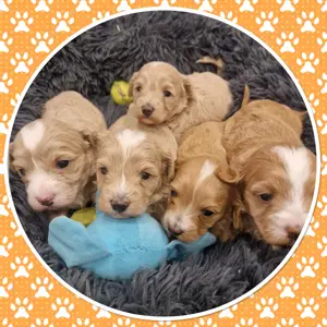 Maltipoo-Welpen