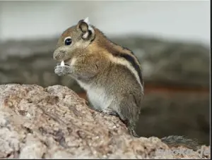 Junge Baumstreifenhörnchen
