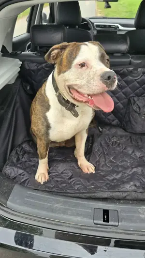Wunderschöne Valley Bulldog sucht Deckrüde 
