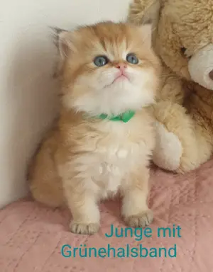 Reinrassige BKH und BLH Kitten  