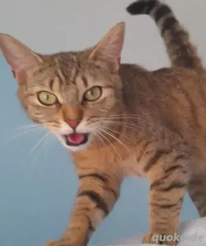 Katze sucht ein neues Zuhause 