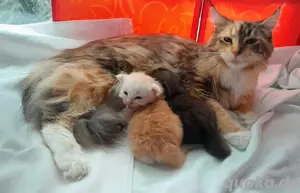 Maine Coon Jungein red silver mit Stammbaum