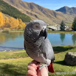 Graupapagei