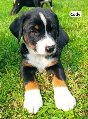 Appenzeller Sennenhund Welpen