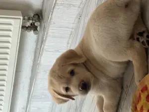 Labrador Welpen 