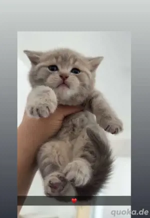 Bkh Babykatze Britische Zuckersüße Katzenbaby 