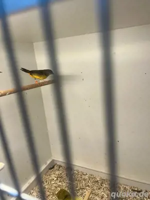 Goldbrüstchen Henne 