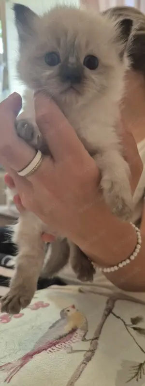 Reinrassige Ragdoll Kitten dürfen ab sofort besucht werden 