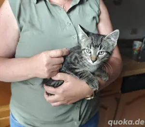 Katzen kleiner Kater