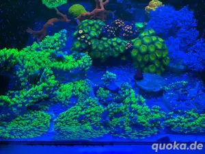 Affenhaar - Briareum hamrum - Meerwasser Aquarium Korallen