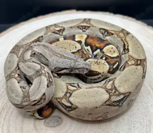 Boa Constrictor imperator